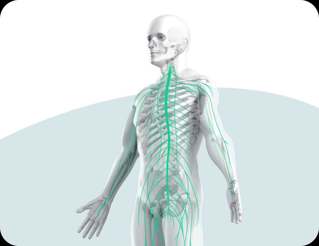 Pulsetto device nerve simulation